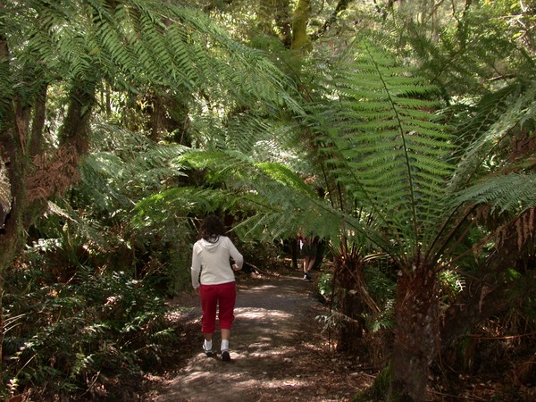 Rainforest